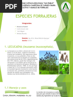 Especies Forrajeras Final