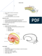 Dural Folds