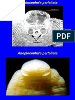 Parasitologia - Deos Deos Trematódeos