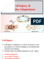 Cell Injury