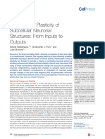 Homeostatic Plasticity of Neuronal Structures