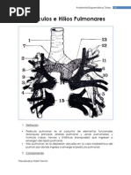 Pedículos e Hilios Pulmonares: Anatomía Esquemática. Tórax