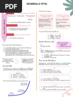 Desarrollo Fetal