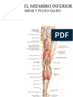 Nervios Miembro Inferior Color