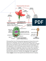 Flowering Plant Life Cycle