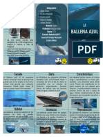 Folleto Ballena Azul en Español