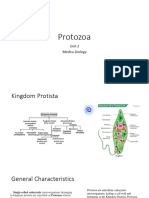 Protozoa