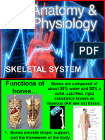 Skeletal System