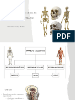 AULA 2 O Esqueleto Humano