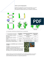 1ra y 2da Ley de Mendel