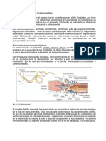 Filo Hemicordados