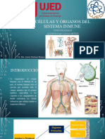 1.4 Células y Órganos Del Sistema Linfoide