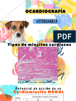 P4. Electrocardiografia Veterinaria