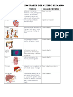 Organos Principales Del Cuerpo Humano