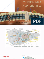 Membrana Plasmática