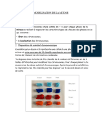 Modélisation de La Mitose
