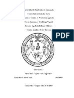 Anatomia - Informe 1