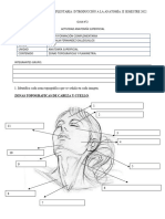 GUIA DE ACTIVIDADES ANATOMÍA Zonas Superficiales y Planimetria