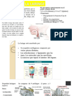 S2-Anatomia de La Laringe-Traquea y Bronquios