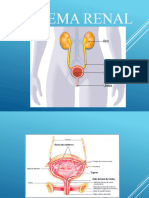 1 Aula - Fisiologia Renal 2016