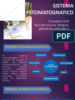 14-Sistema Estomatognatico