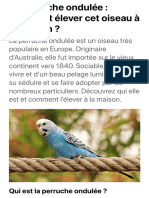 La Perruche Ondulée: Comment Élever Cet Oiseau À La Maison ?