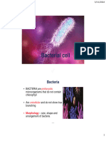 Bivila Revised Cell Wall