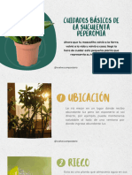 Cuidados Basicos de La Suculenta Peperomia