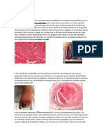 Tema 4 Parte 2