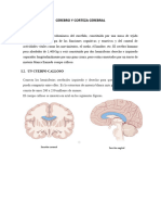 Cerebro y Corteza Cerebral