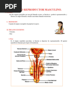 Sistema Reproductor Masculino para Cuarto Grado de Primaria