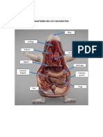 Anatomía Del Cuy