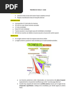 1.1 Trauma de Cuello