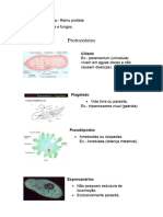 Revisão Biologia Reino Protista