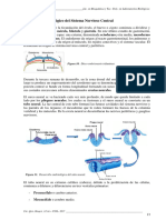 12-Sistema Nervioso II