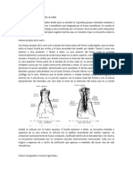 Resumen Huesos Nasal Lacrimal y Mandibula