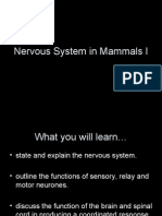 Chapter 13 - Nervous System in Mammals I