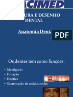 1 Anatomia Dental Aula