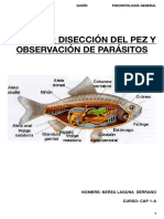 Práctica de La Disección Del Pez y Observación de Parásitos