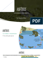 Biologia - Slide Anfíbios