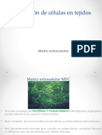 Matriz Extracelular