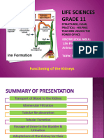 PP24 Functioning of The Kidney