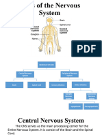 Nervous System To