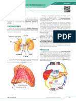 Sistema Endócrino Humano Ii: Introdução