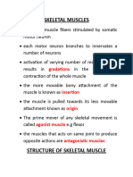 Skeletal Muscles