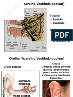 Ouvido Histologia