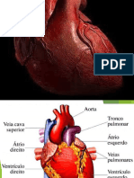 5 - Corazón