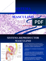 Histologia Sistema Reproductor Masculino