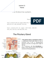 Lecture-11 The Endocrine System