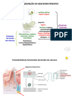 Digestão e Absorção DE MACRONUTRIENTES